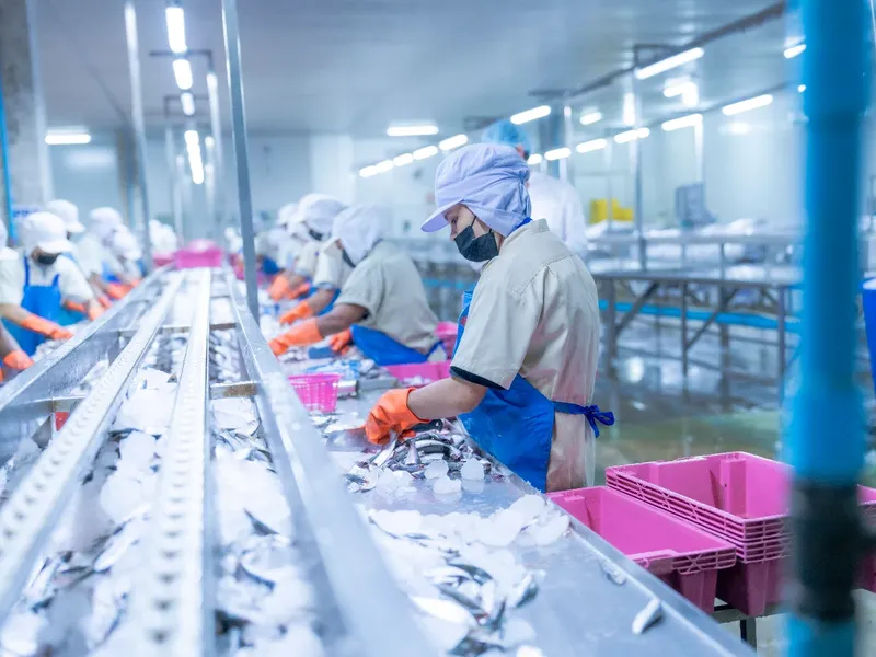 Food processing workers sorting fish on a production line